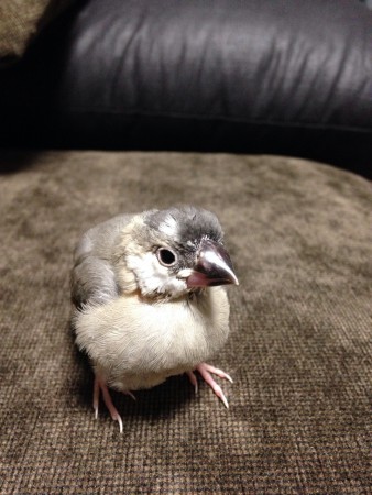 みそしる魂　アキバ