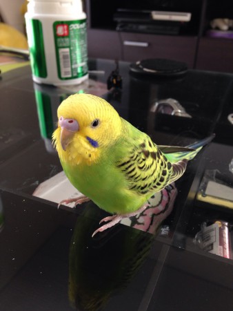 みそしる魂　ジョニー
